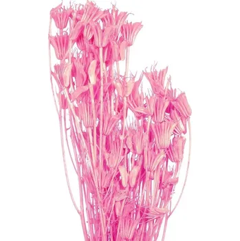 Sušená Nigella růžová