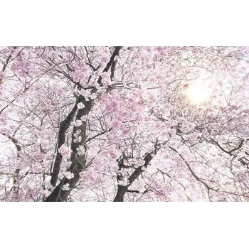 Fototapeta Fototapeta vliesová SH083-VD4 Bloom 4-dílná 400x250 cm