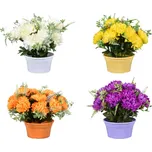 Nohel Garden Chryzantéma s kapradím…