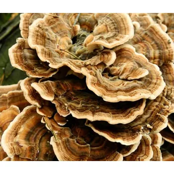 Semeno Jedlé houby Outkovka pestrá, kolíčková sadba - 30 ks