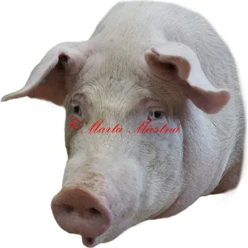 Samolepka prase - archiv