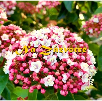 Sazenice Kalina ´Lisarose´ (Viburnum tinus ´Lisarose´)