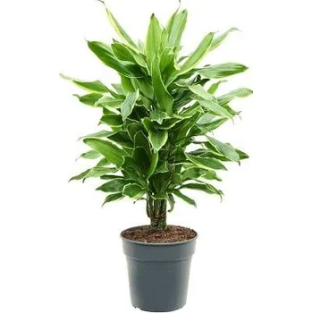 Sazenice Dračinec vonný, Dracaena fragrans Golden Coast, průměr květináče 21 cm