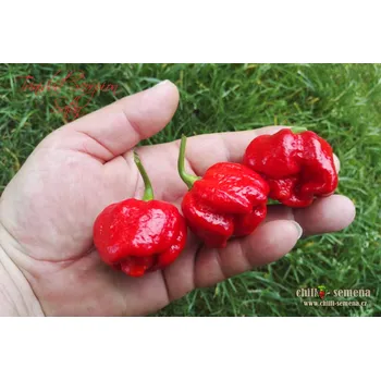 Semeno chilli-semena chilli Trinidad Scorpion Satan 10 ks