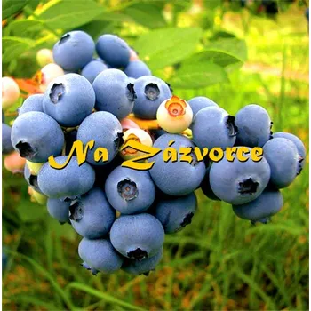 Sazenice Kanadská borůvka STŘEDNĚ POZDNÍ ´New Hanover´ (Vaccinium corymbosum ´New Hanover´)