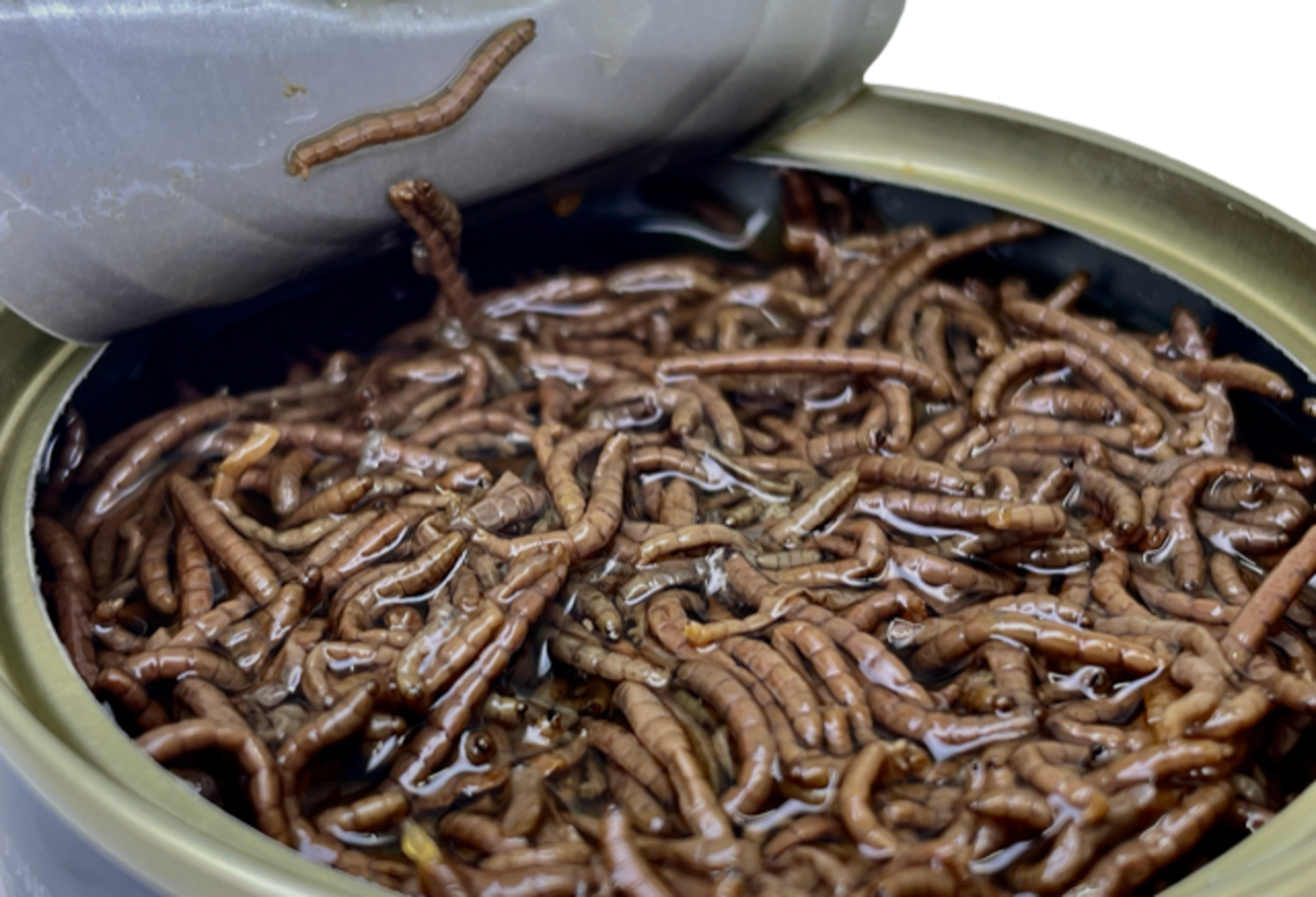 LK Baits Pet Natur Canned Bloodworms 100g
