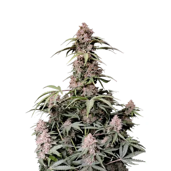 Semeno FastBuds Amnesia Zkittlez Auto Balení: 3ks