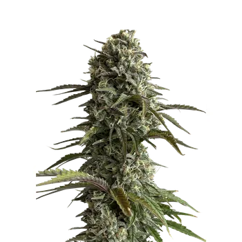 Semeno FastBuds Original Skunk Auto Balení: 1ks