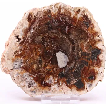 Drahý kámen Magieprirody.cz Zkamenělé dřevo plát 355 g - 11 cm + stojánek #B397 Madagaskar