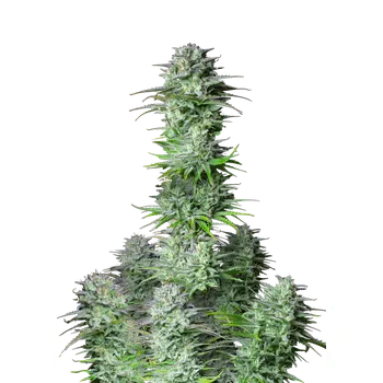 Semeno FastBuds Kosher Cake Auto Balení: 1ks