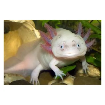 Figurka Axolotl mexický H0065 10 cm leucistický