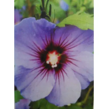 Ibišek venkovní Blue Bird (Hibiscus Syriacus Blue Bird)