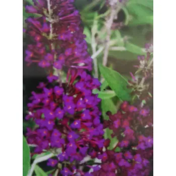 Komule Nanho Purple (Budleja (buddleja, buddleia)Davidii Nanho Purple)