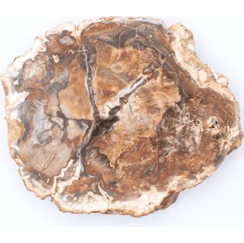 Přírodní kámen Milujeme Kameny Zkamenělé dřevo - zkamenělina ZD23 407594