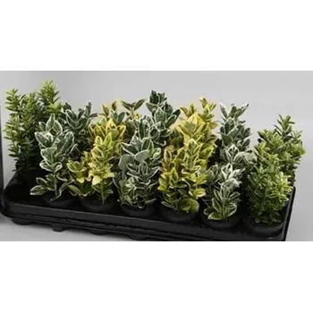 Euonymus japonicus - Brslen japonský. Mix několika barevných variant. Stálezelený, neopadavý a nenáročný keř. Velikost sazenice 15 - 25 cm. Slunné až polostinné stanoviště Doporučujeme: hnojivo: &nbsp; Cererit s guánem 1kg, cererit universál 500 ml, Agro OM na