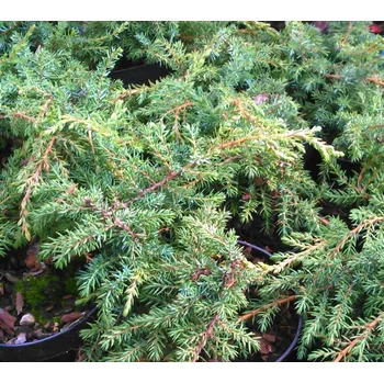 Jalovec Green Carpet (Juniperus communis Green Carpet)