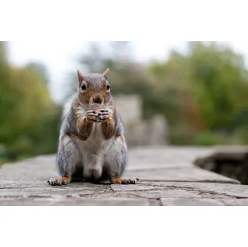 Plakát Plakát, Obraz - Squirell, Gregor Zieba