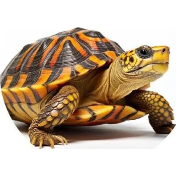 Přisada na vaření a pečení Jedlý papír želva 19,5cm - PICTURE