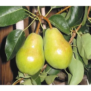 Květináč Hrušeň BIO terasová FloraSelf Bio Pyrus communis 'Williams' 60-80 cm květináč 5 l