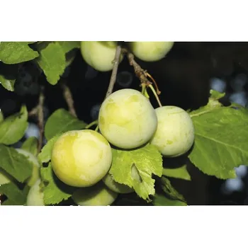 Květináč Švestka terasová samosprašná FloraSelf Bio Prunus 'Oullinská renklóda' 60-80 cm květináč 5 l