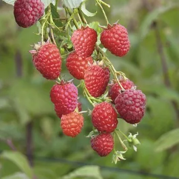 Sazenice Maliník červený stáleplodící Rubus idaeus v květináči Ø 14 cm