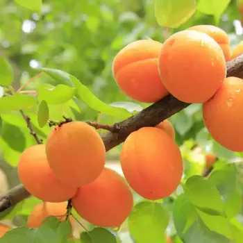 Výroba svíčky Fresh Apricot - vonný olej na výrobu svíček (Čerstvé meruňky - vůně do vosku)
