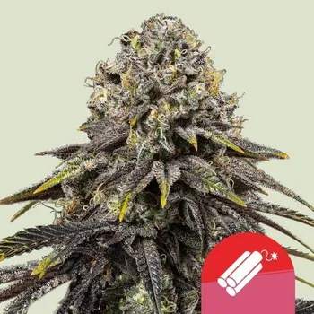 Semeno Royal Queen Seeds Dynamite Diesel Balení: 1ks