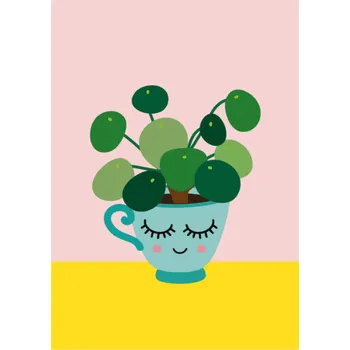 Pohled Pilea peperomioides, 1 ks