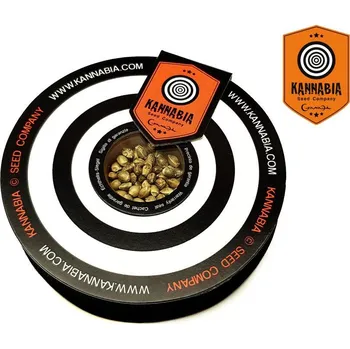 Semeno Cookies Haze – feminizovaná semena | Kannabia Seeds Feminized (Ks): 1