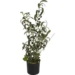 EuroPalms Umělý olivovník s plody 68 cm