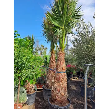 Sazenice Washingtonia Robusta 220/240cm - kmen 110/130cm