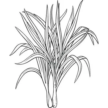 Olej z citrónové trávy 100% Alteya Organics 10 ml