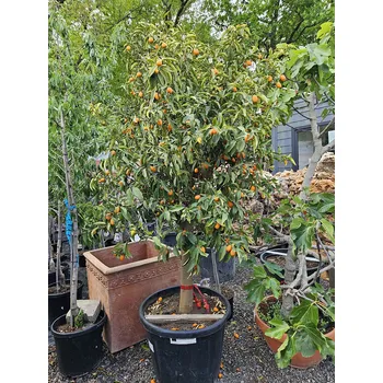 Sazenice CITRUS FORTUNELLA MARGARITA / obvod kmene 25-35cm / výška 200-220cm - Fortunella Margarita_80L