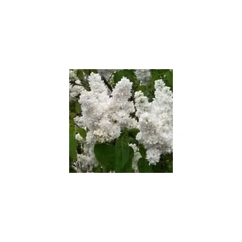 Sazenice Syringa vulgaris Madame Lemoine 30/40cm