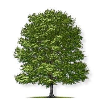 Sazenice Trikon Trikon BUK LESNÍ