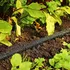 Zahradní hadice Flopro Soakerflo kapková zavlažovací hadice 1/2" 15 m