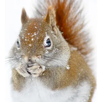 Plakát Plakát, Obraz - Christmas Squirrel, Mircea Costina