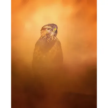 Plakát Plakát, Obraz - Long-legged Buzzard, Faisal Alnomas