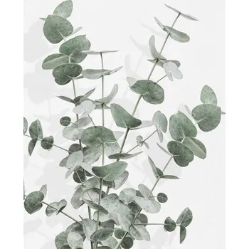 Plakát Plakát, Obraz - Eucalyptus Creative 16, Studio Collection