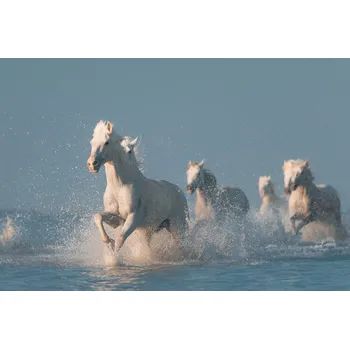 Plakát Plakát, Obraz - Angels of Camargue, Rostovskiy Anton