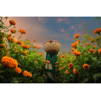 Plakát Plakát, Obraz - A Woman Picking Marigold, Saurabh Sirohiya