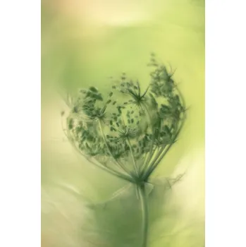 Plakát Plakát, Obraz - Wild carrot, Hilda van der Lee