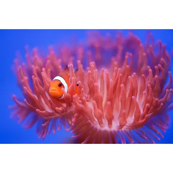 Plakát Plakát, Obraz - Finding Nemo, Wendy