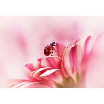 Plakát Plakát, Obraz - Ladybird on Gerbera, Ellen van Deelen