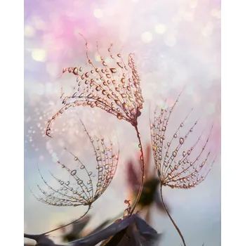 Plakát Plakát, Obraz - macro, Tanya Markova