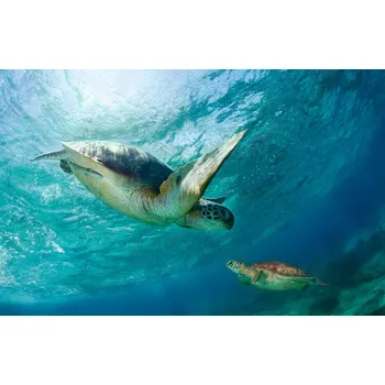 Plakát Plakát, Obraz - Contact, Andrey Narchuk