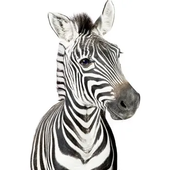 Plakát Plakát, Obraz - Baby Zebra, Sisi & Seb