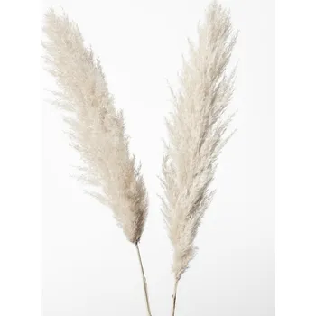 Plakát Plakát, Obraz - Pampas White, Studio Collection