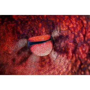 Plakát Plakát, Obraz - Octopus Eye, Barathieu Gabriel