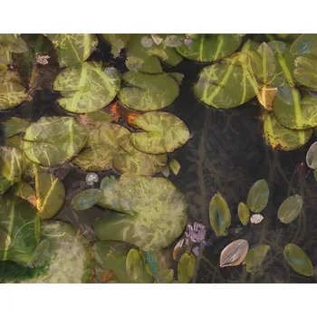 Plakát Plakát, Obraz - Pond plants, Nel Talen